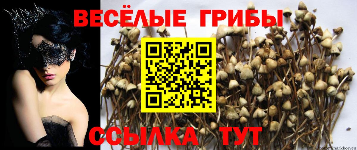 Псилоцибиновые грибы Cubensis Изобильный